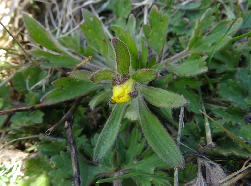 Ranunculus montanus ?